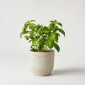 House plant