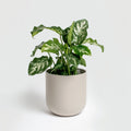 Table plant#2