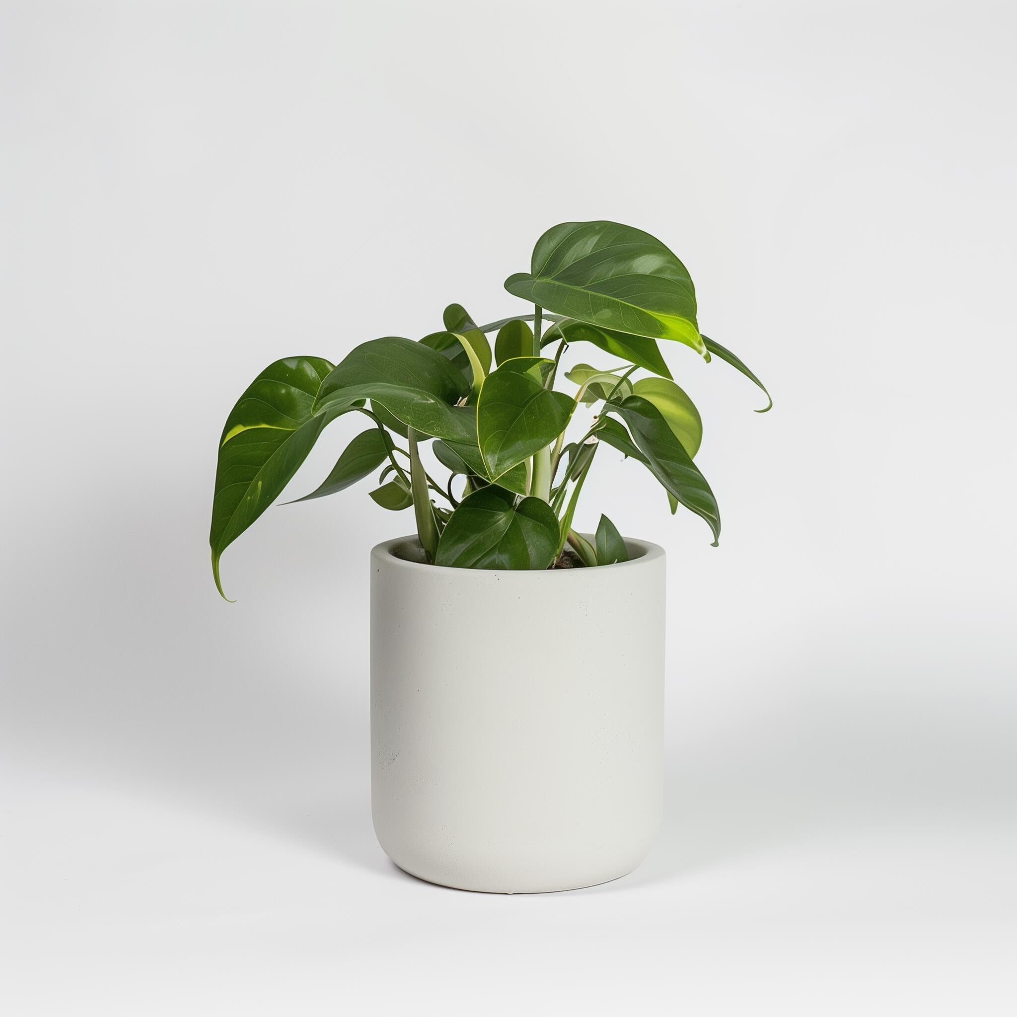 Table plant
