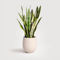House plant